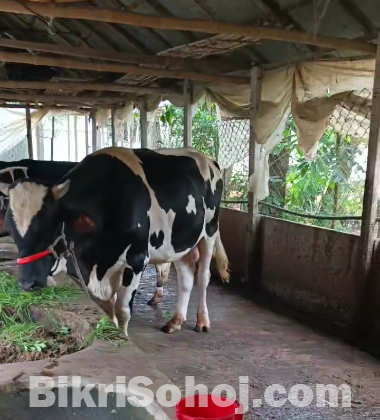 কোরবানীর জন্য ফ্রিজিয়ান জাতের ষাড় গরূ